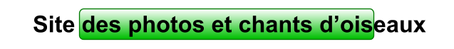 Site des photos et chants d’oiseaux