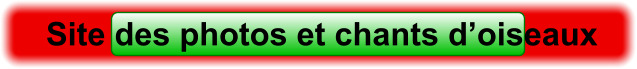 Site des photos et chants d’oiseaux